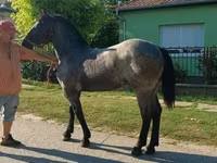 Koń, Konie — zdjęcie 5