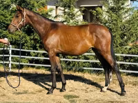 Stute, Hungarian horse breed — Foto 1