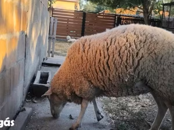 Oveja, Ovejas
