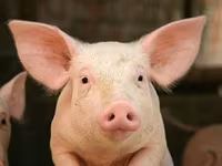 አሳማዎች (ቡድን፣ ጾታ አልተጠቀሰም), Pigs — ፎቶ 2