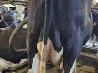 Vache, Race Holstein — photo 7