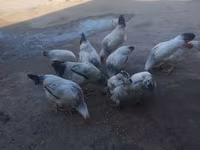 Chickens — foto 3