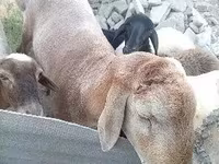 Kos, Arashan sheep — 2. fotó