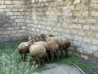 Owce (partia, płeć nieokreślona), Owce — zdjęcie 5