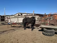 Stute, Horse breed — Foto 3