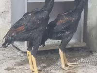 Chickens — รูปภาพ 1