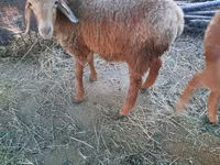 میش, Rhon sheep — عکس 5