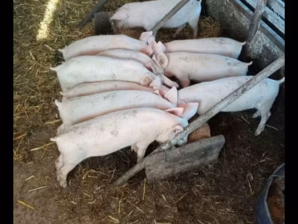 Knur, Świnie