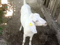 Koza, Nubian Goat — foto 4