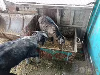 بز ماده, بز — عکس 3