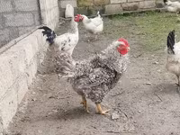 Chickens — الصورة 4