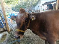 गाय, Swiss cattle — फ़ोटो 4