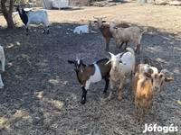 Billy Goat, Goats — photo 5