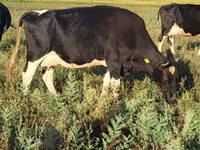 Lo’, Holstein breed — sawirka 6