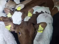 گاو نر, Simmental cattle — عکس 6
