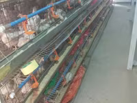 Chickens — புகைப்படம் 2
