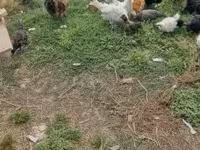 Ducks — عکس 6