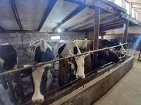 Bò cái, Giống Holstein — ảnh 1
