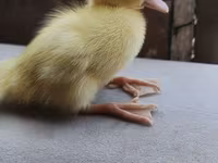 Ducks — 写真 2