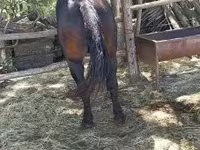 公马, Horses — 照片 3