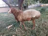 Овен, Arashan sheep — снимка 1