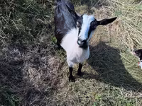ፍየል, LaMancha goats — ፎቶ 4