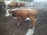 گاو و گوساله (گروه، جنسیت مشخص نشده), Simmental cattle — عکس 1