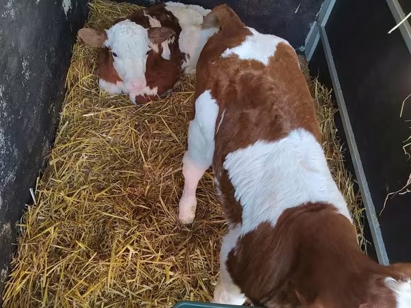 Bovini (lotto, sesso non specificato), Mucca limousine