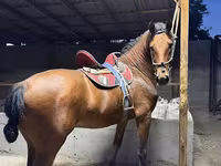 Адуу, Akhal-Teke — 5 зураг