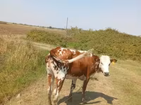 Lembu betina, Simmental cattle — foto 2