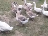 Geese — photo 1