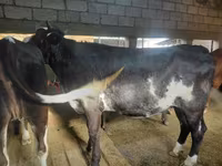 Kuh, Simmental cattle — Foto 4