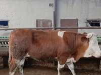 گاو ماده, Simmental cattle — عکس 3