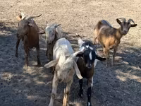 公山羊, Goats — 照片 2