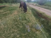 Cavallo, Cavalli — foto 1