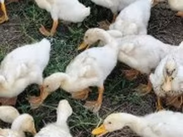 Ducks