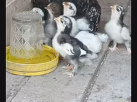 재퍼니즈 밴텀 — 사진 5