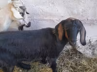 Koza, Nubian Goat — fotografija 5