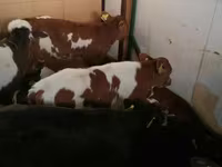 Rundvee (partij, geslacht niet gespecificeerd), Simmental cattle — foto 7