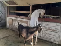 Kambing jantan, Saanen goat — foto 6
