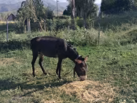 Pastuv, Коњи — fotografija 3