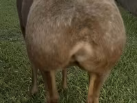 Kambing betina, Arashan sheep — foto 2