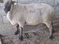 قوچ, Hampshire sheep — عکس 3