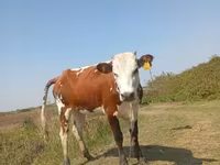 Lembu betina, Simmental cattle — foto 1