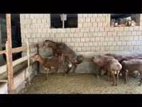Widder, Hissar sheep — Foto 1