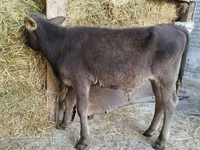 Toro, Swiss cattle — foto 8