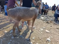Vædder, Arashan sheep — foto 2