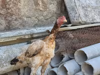 Chickens — foto 4