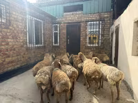 ஆண் ஆடு, Rhon sheep — புகைப்படம் 4
