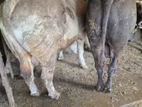 Banteng, Simmental cattle — foto 7